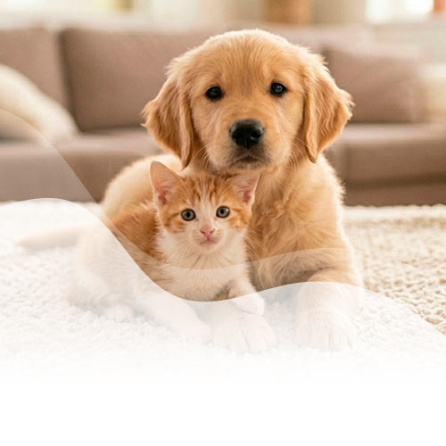 Asistencia telefónica para tu nuevo cachorro o gatito